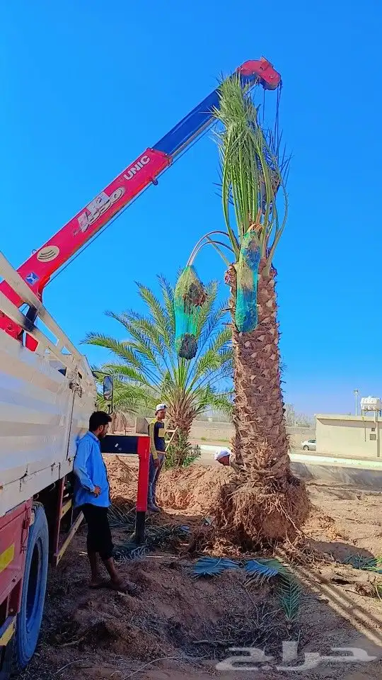 ابوعلي مختص في زراعت انخيل تبوك العلا 2