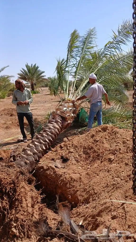 ابوعلي مختص في زراعت انخيل تبوك العلا 6