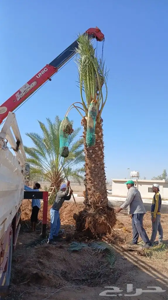 ابوعلي مختص في زراعت انخيل تبوك العلا 3