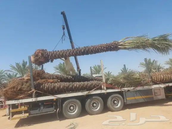 يوجد لدينا جميع انواع انخيل المثمر حسب المقاسات ونقوم بتوصي 3