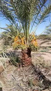 نخل مثمر للبيع توصيل وزراعه 3