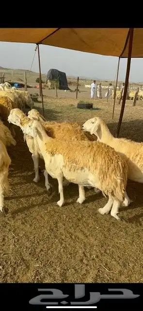 غنم جنب دفيع 6