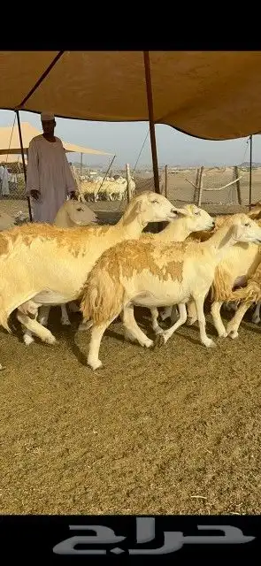 غنم جنب دفيع 1