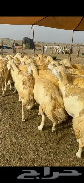 غنم جنب دفيع 8