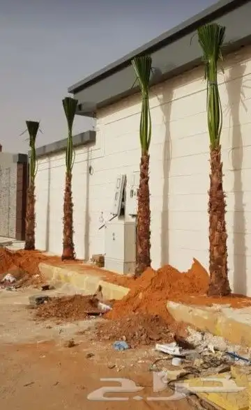 نخل واشنطوني زينه أمريكي 0