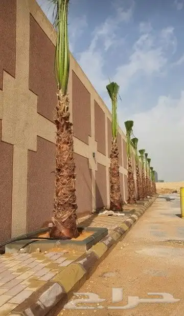 نخل واشنطوني زينه أمريكي 8