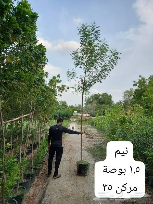 اشجار النيم 0