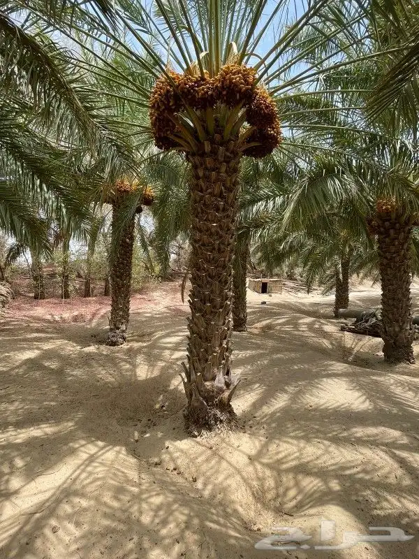 نخل مثمر للبيع توصيل وزراعه 5