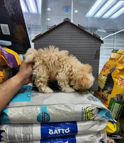 كلب مالتيبو بودل Maltipoo 0