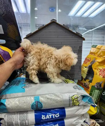 كلب مالتيبو بودل Maltipoo 3
