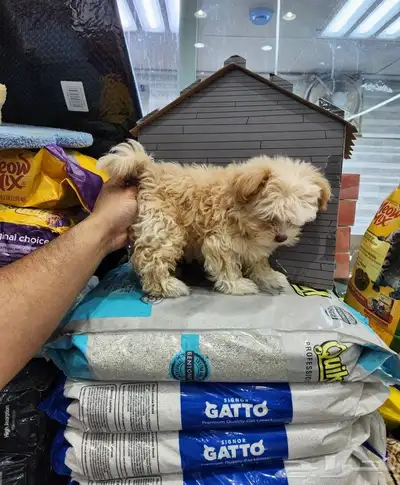 كلب مالتيبو بودل Maltipoo 1