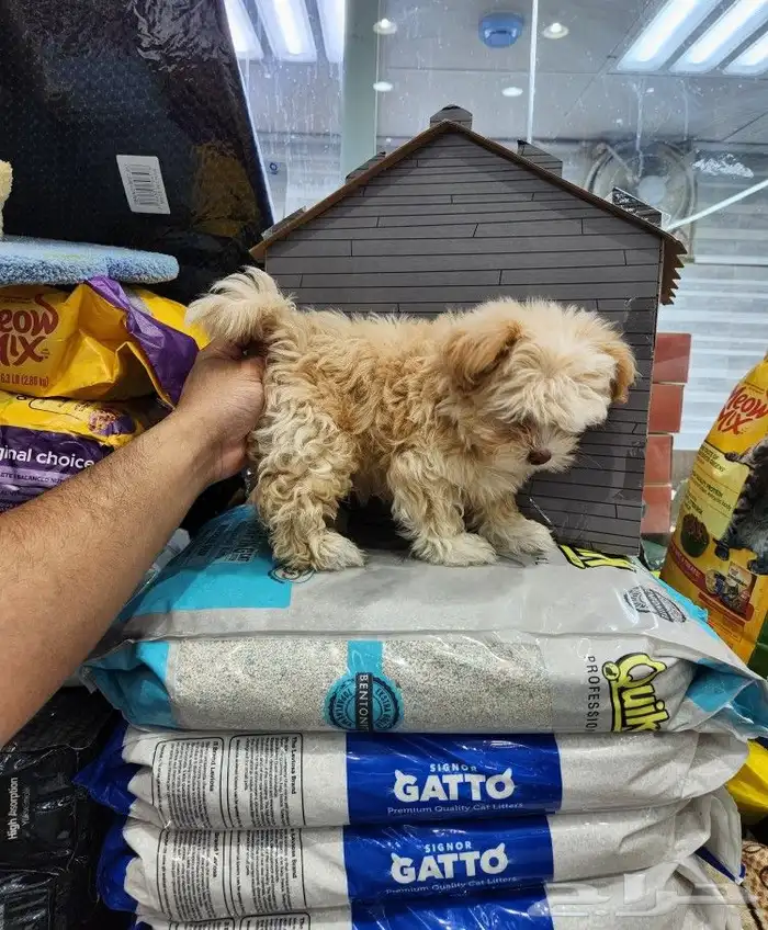 كلب مالتيبو بودل Maltipoo 1