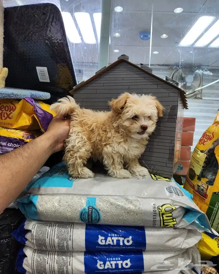 كلب مالتيبو بودل Maltipoo 2