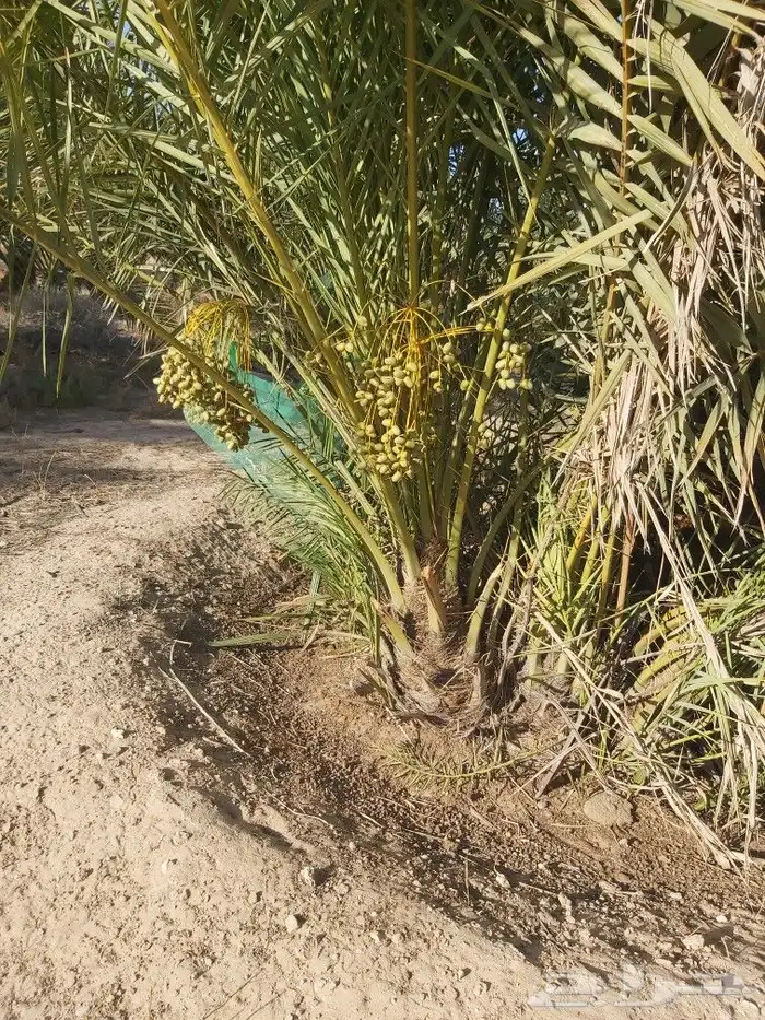 يوجد لدي فروخ خلاص طيبه محمله الموقع قريه العليا النعيريه ال 0