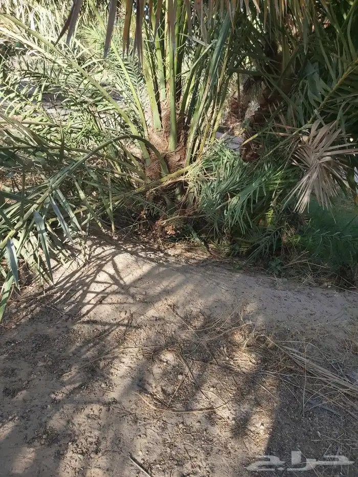 يوجد لدي فروخ خلاص طيبه محمله الموقع قريه العليا النعيريه ال 2