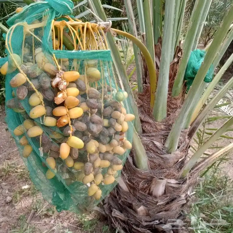 نخل مثمر للبيع توصيل وزراعه 4
