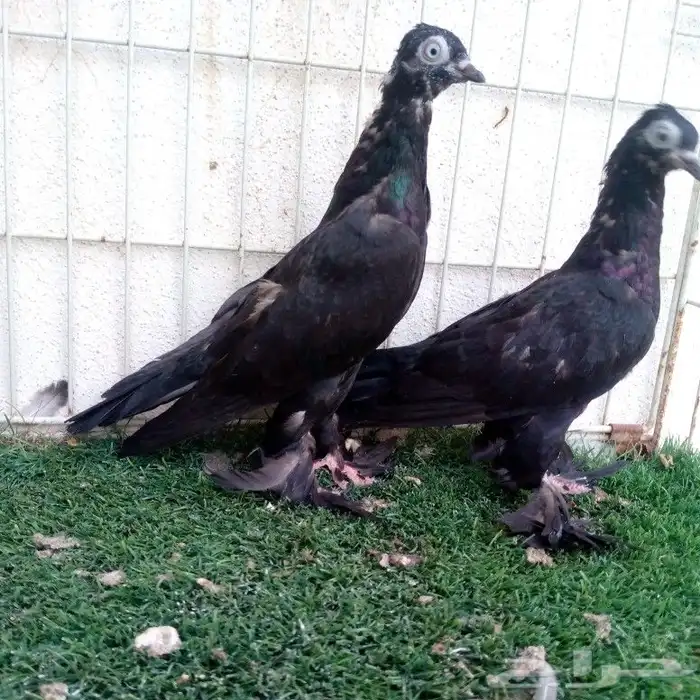 زوج فينا اسود انتاجه تم البيع 3