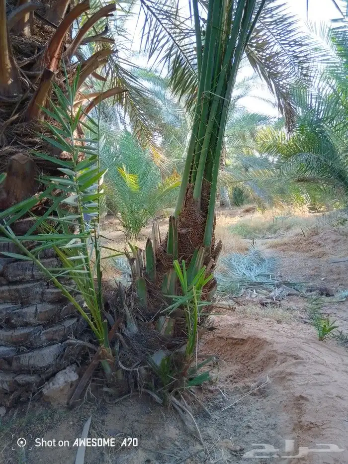 نخل وجثايث وفسيل القصيم 0