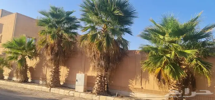 نخل واشنطنيو 0