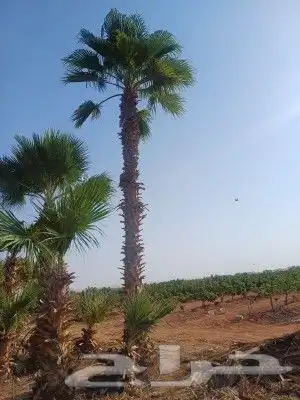 نخيل وشنطنيا واشجار زيتون وسدر للبيع 1