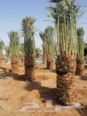 يوجد الدنيا جميع انواع النخيل وجميع المقسات 2