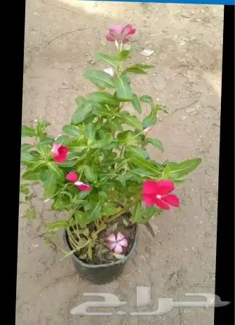 قص وترتيب الأشجار 4