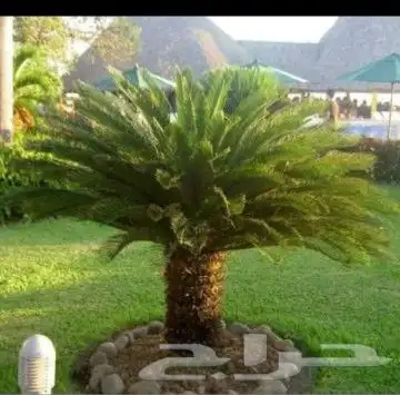 قص وترتيب الأشجار 6