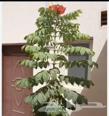 قص وترتيب الأشجار 8