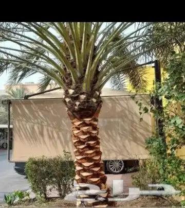 قص وترتيب الأشجار 0