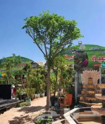 قص وترتيب الأشجار 5