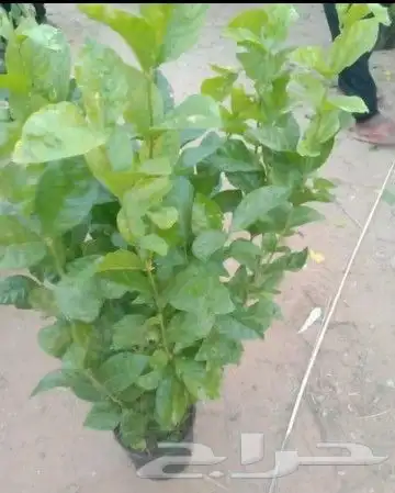 قص وترتيب الأشجار 3