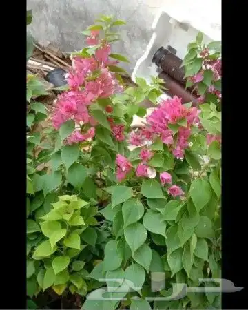 قص وترتيب الأشجار 2