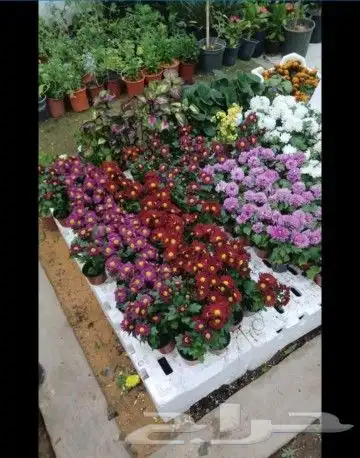 قص وترتيب الأشجار 1