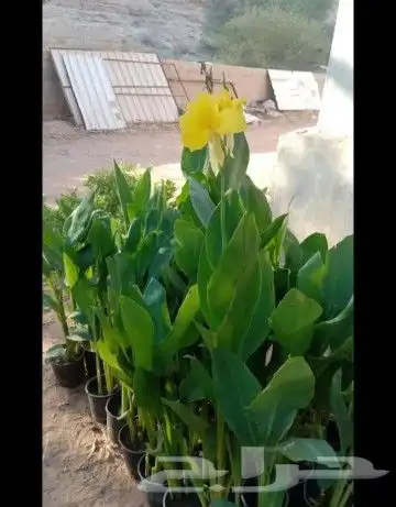 قص وترتيب الأشجار 9