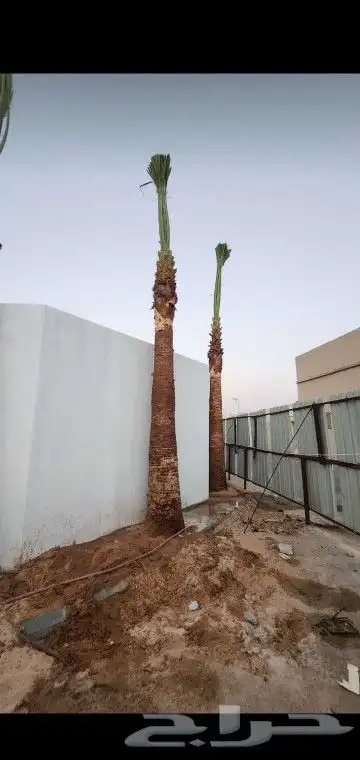 جميع انواع انخيل عربي واشنطني 0