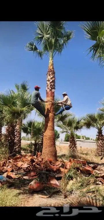 جميع انواع انخيل عربي واشنطني 3
