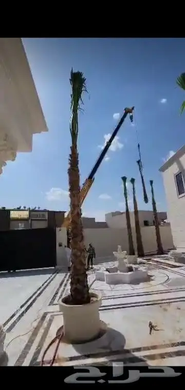 جميع انواع انخيل عربي واشنطني 9