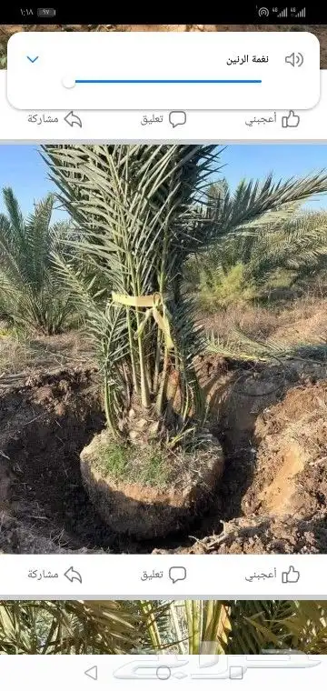 جميع انواع انخيل عربي واشنطني 6