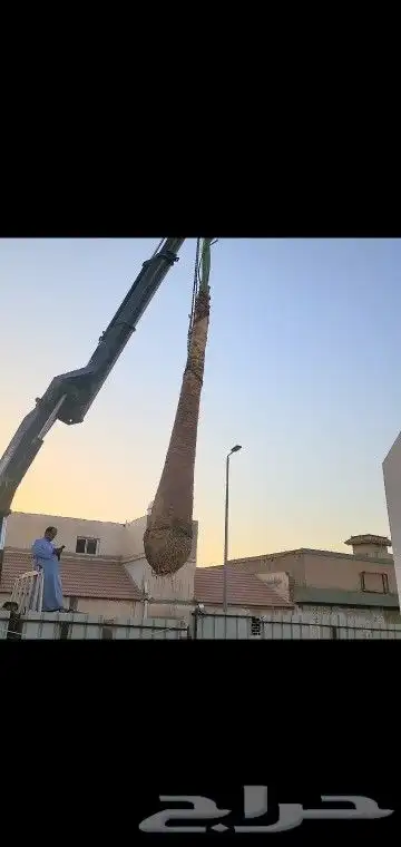 جميع انواع انخيل عربي واشنطني 4