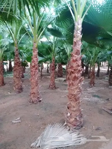 نخيل وشنطنيا واشجار زيتون وسدر للبيع 3