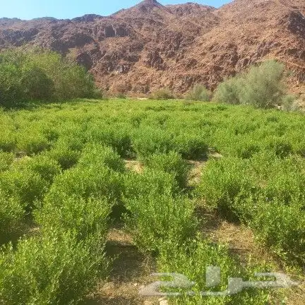 حناء سدر مشاط لحق عروض اليوم الوطني 3
