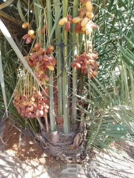 نخيل للبيع. صقعي. برحي. خضري حوطه سدير. وراط ثادق 0