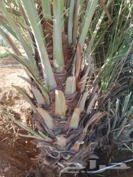 نخيل للبيع. صقعي. برحي. خضري حوطه سدير. وراط ثادق 2