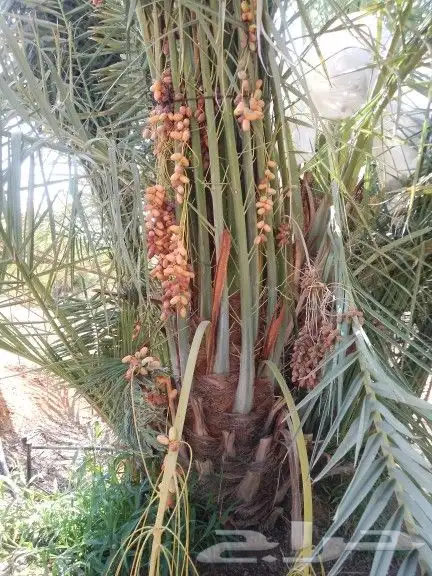 نخيل للبيع. صقعي. برحي. خضري حوطه سدير. وراط ثادق 1