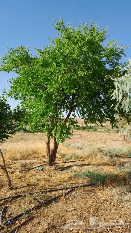 نخيل وشنطنيا واشجار زيتون وسدر للبيع 6