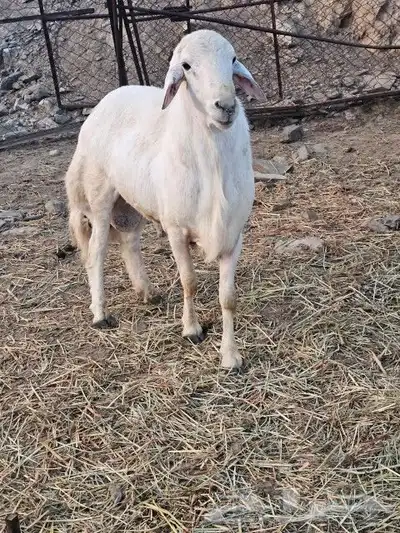 ماشاءالله تبارك الرحمن خروف سديس فحل للبيع 0