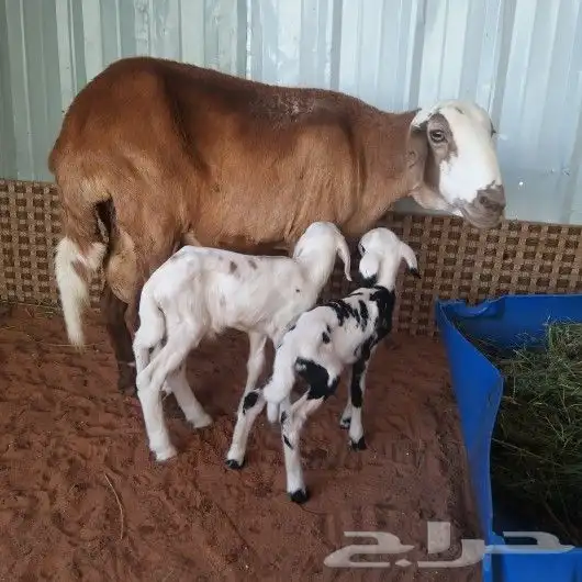 تم البيع شاه سواكنيه رغوث معها توم طليان 1