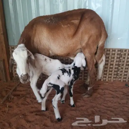 تم البيع شاه سواكنيه رغوث معها توم طليان 2