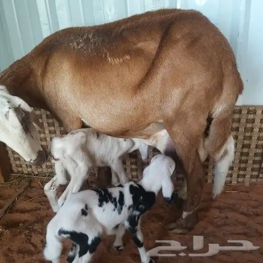 تم البيع شاه سواكنيه رغوث معها توم طليان 0