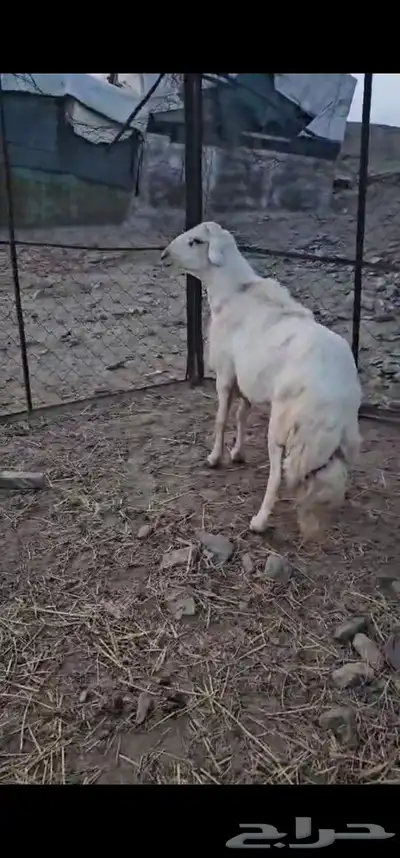 ماشاءالله تبارك الرحمن خروف سديس فحل للبيع 2